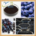 100% natural acai berry powder/acai berry fresh fruit/acai berry extract